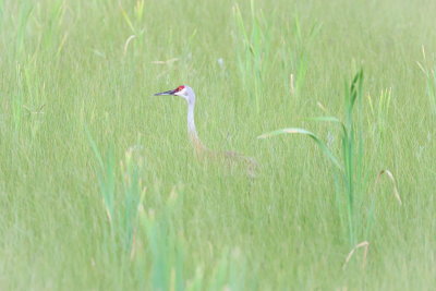 Sandhill Crane in Grass