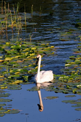 Reflection of Beauty