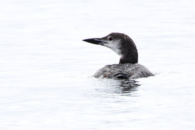 Late Fall Loon in Snow