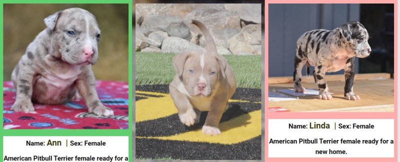 Real American Pitbull terrier