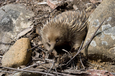 Echidna