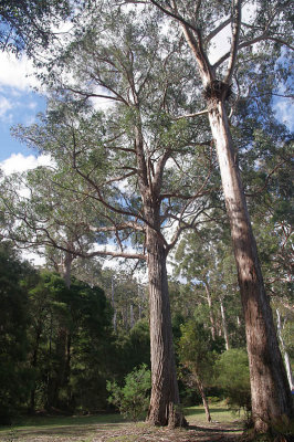 Tall Trees, Mt Field National Park