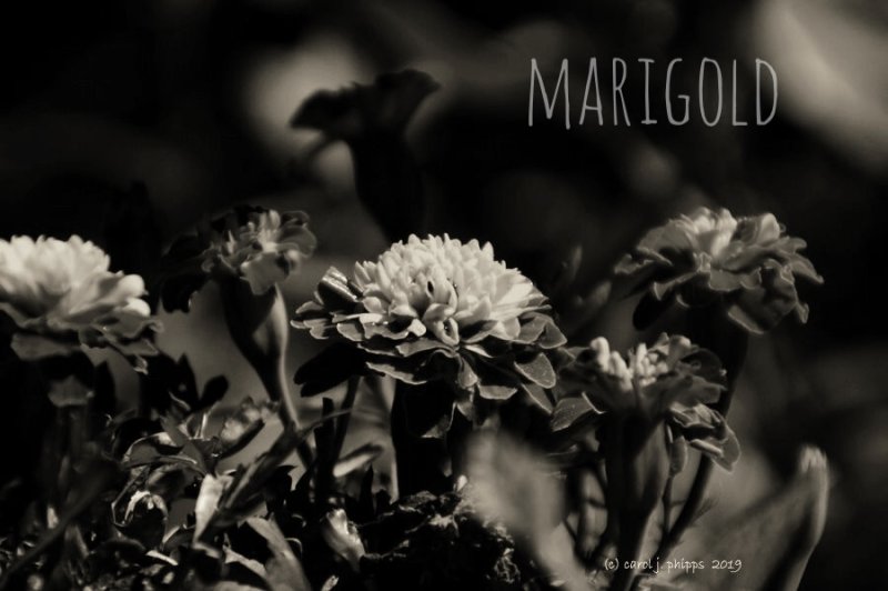 Marigolds