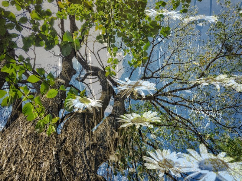 Daises in the Sky