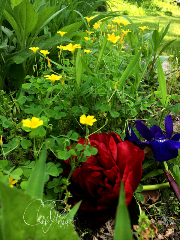 Spring Delights