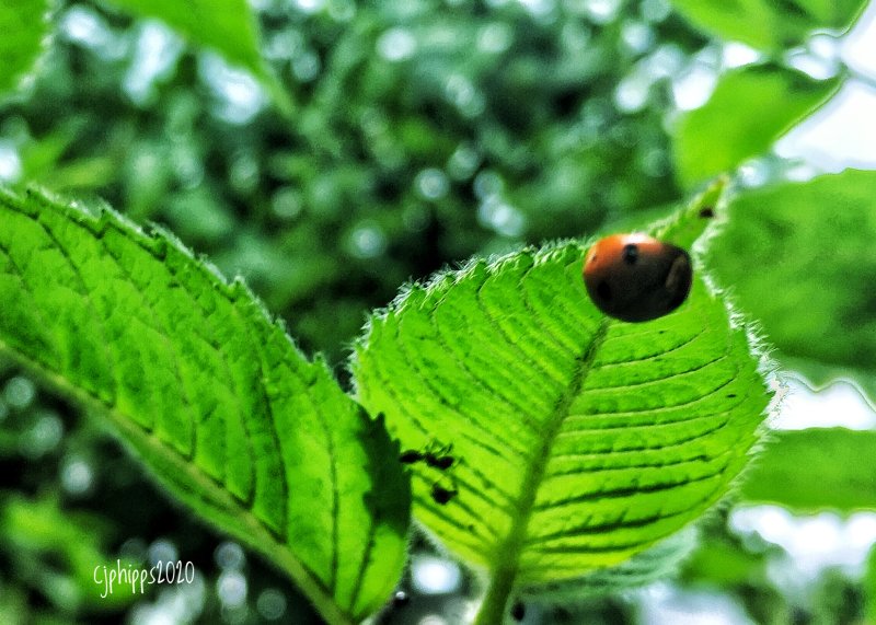 Lady Bug Season