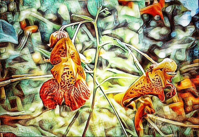 Jewelweed