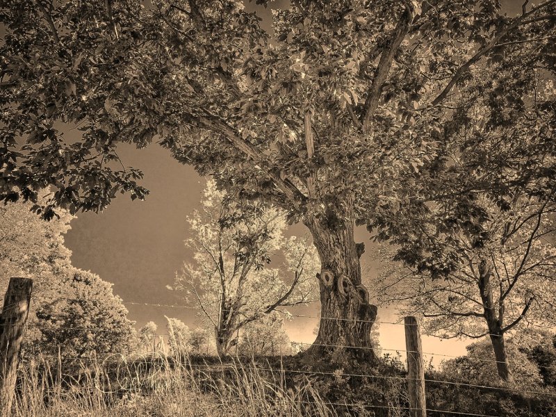 Tenacious Tree