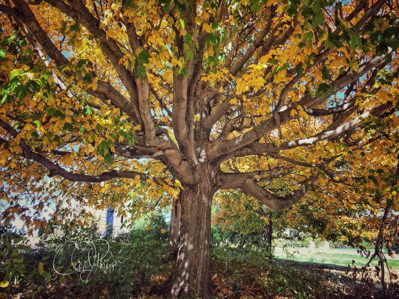 A Majestic Ol Tree!