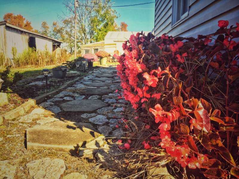 Sheltered Begonias 