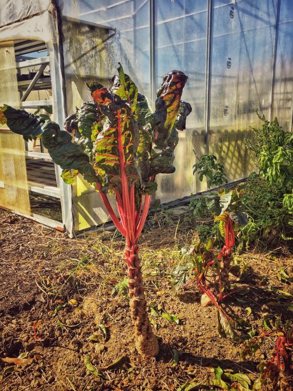 Chard Good for the Heart!