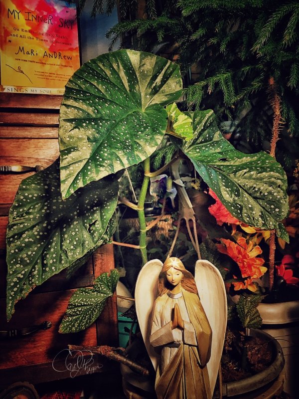 A for Angel Wing Begonia