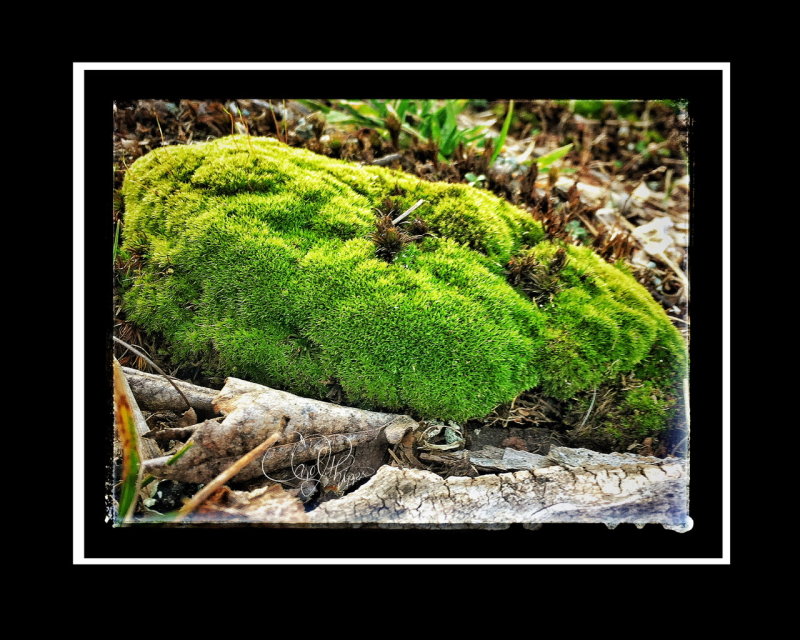 Moss at Johnson Lake