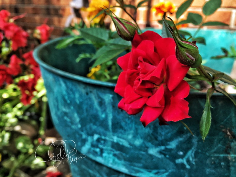 First Rose