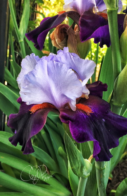 Iris Sensation