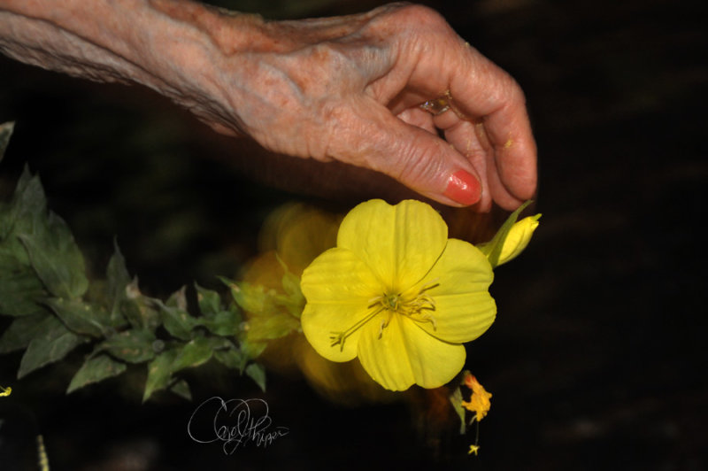 Elaines Evening Primrose