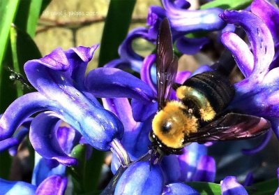 Bumblebee in Estacy 