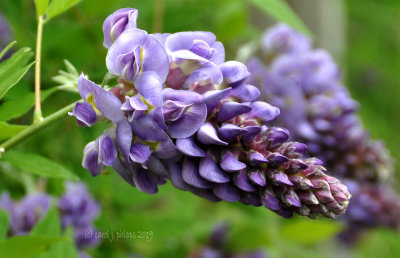 Wisteria - Song