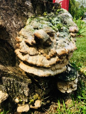 Petrified Mushtooms