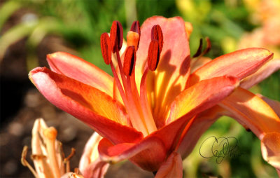 Lily from Lanthier Winery Gardens