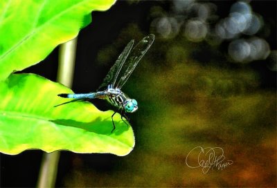 Dragonfly