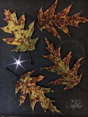 Camo Oak Leaves