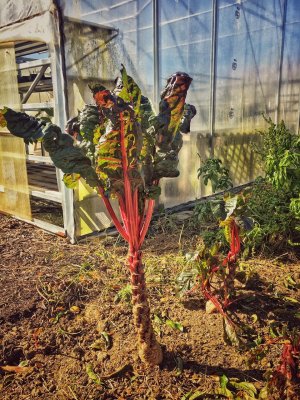 Chard— Good for the Heart!
