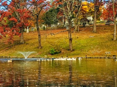 Pond with WaterFowl