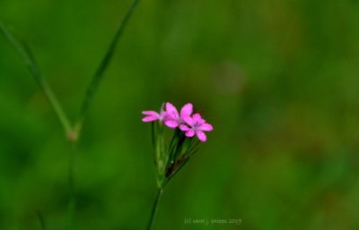 The Scarlet Pimpernel