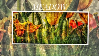 Meadow 