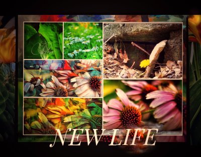 New Life — Springtime