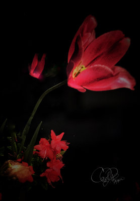 Tulip & Azaleas