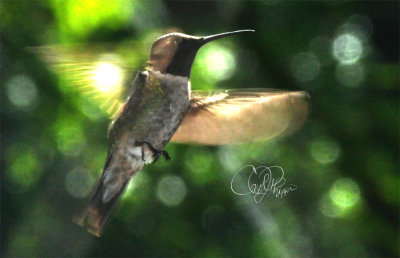 Hummer on my Deck