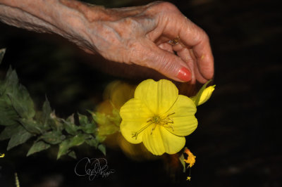 Elaine's Evening Primrose