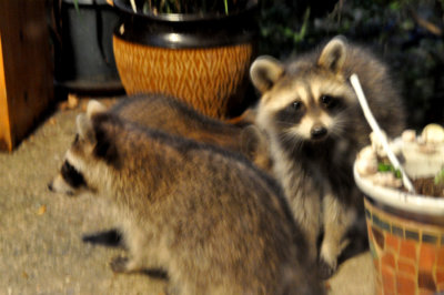 Raccoon Family