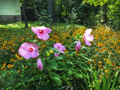 BlackEyed Susans Crowding Hibiscus