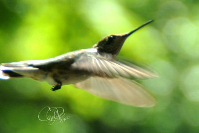 Flying High & Fast