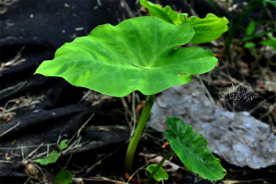 Fledgling Elephant Ear Plant
