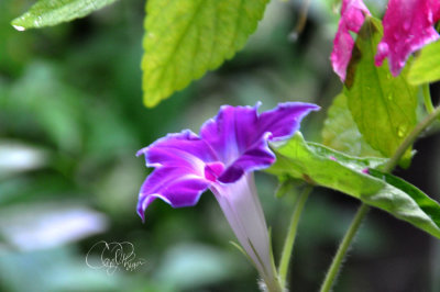 Morning Glories