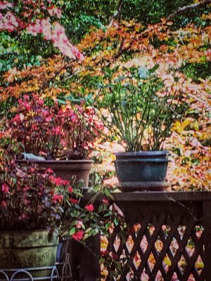 At Home With Autumn