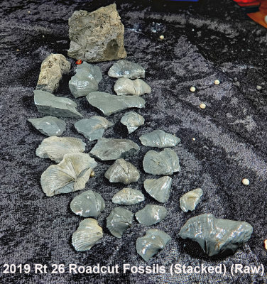 2019 Rt 26 Roadcut Fossils RX401875 (Stacked) (Raw).jpg