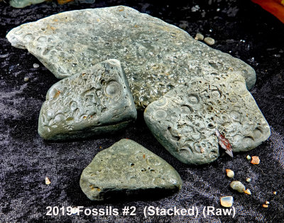 2019 Fossils #2 RX402110 (Stacked) (Raw).jpg