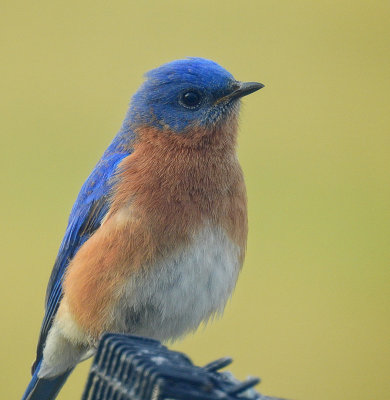 bluebird