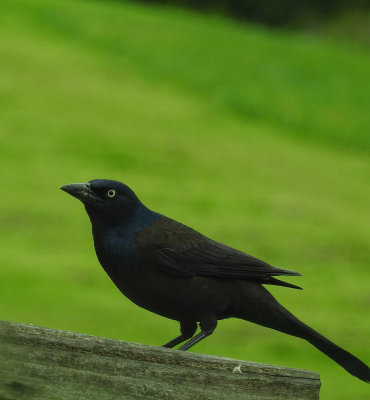 Grackle