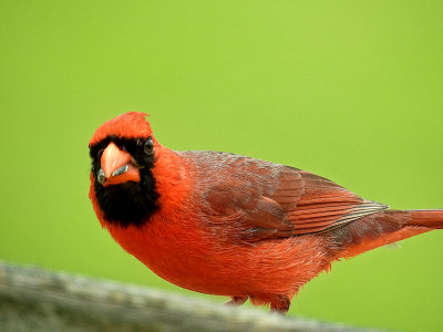 Male Cardinal