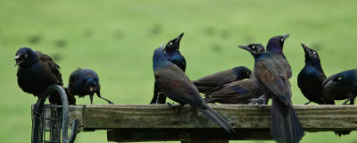 Grackles Clean out the Birdseed Quick