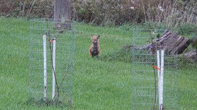 Fox in Yard
