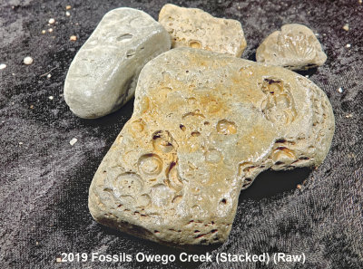 2019 Fossils Owego Creek RX402833 (Stacked) (Raw).jpg