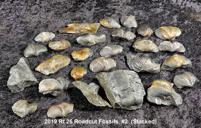 2019 Rt 26 Roadcut Fossils  #2 RX403485 (Stacked).jpg