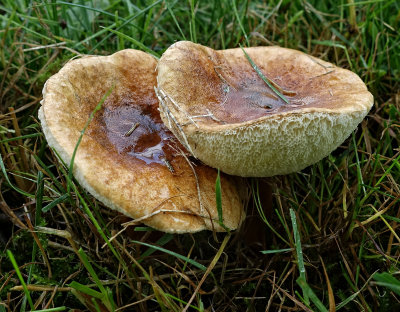 Mushrooms DSC08236 RX100 III.jpg